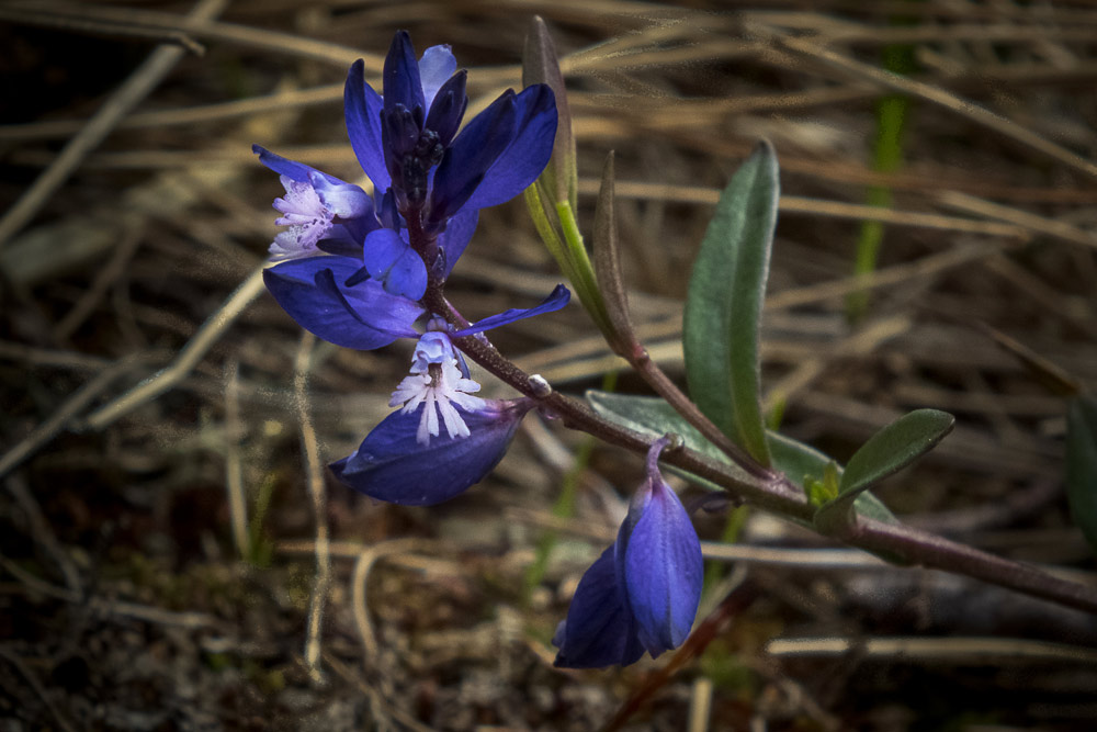 Heath milkwort