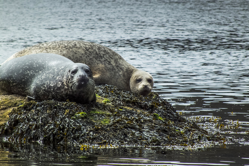 harbour seals