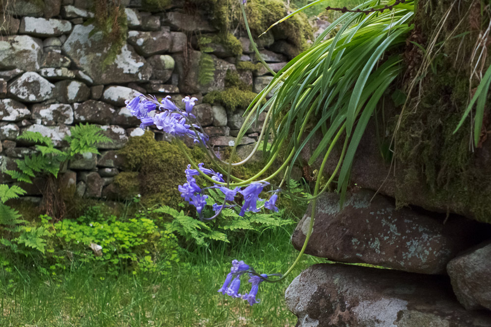 bluebells