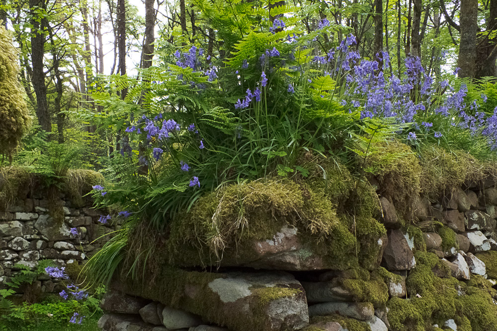 bluebells