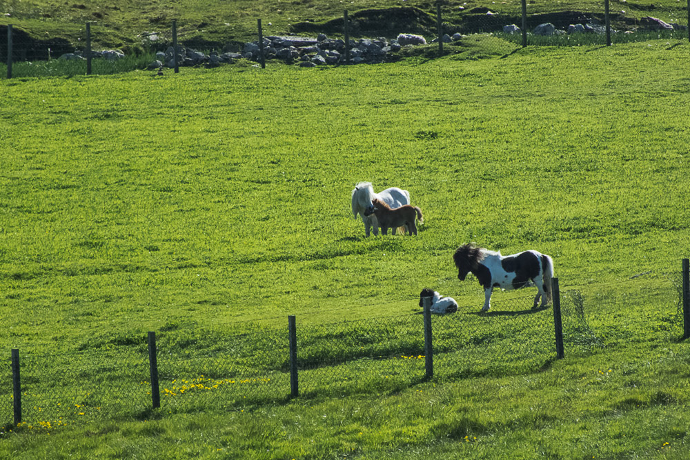 Shetland ponies