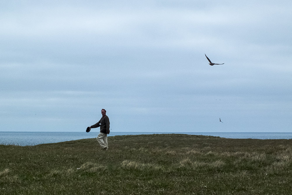 skua attack