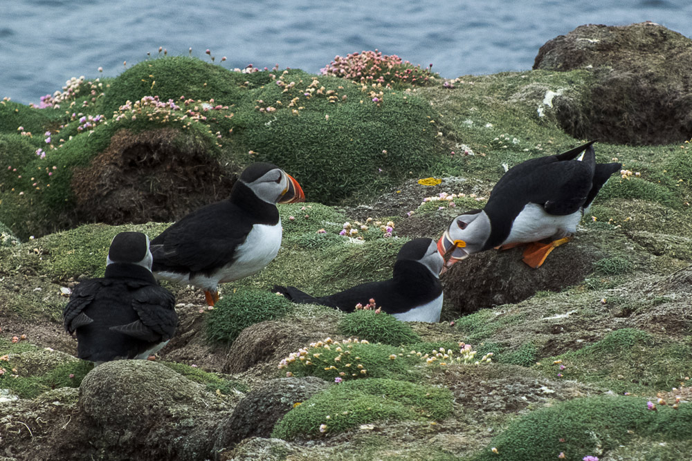 puffins