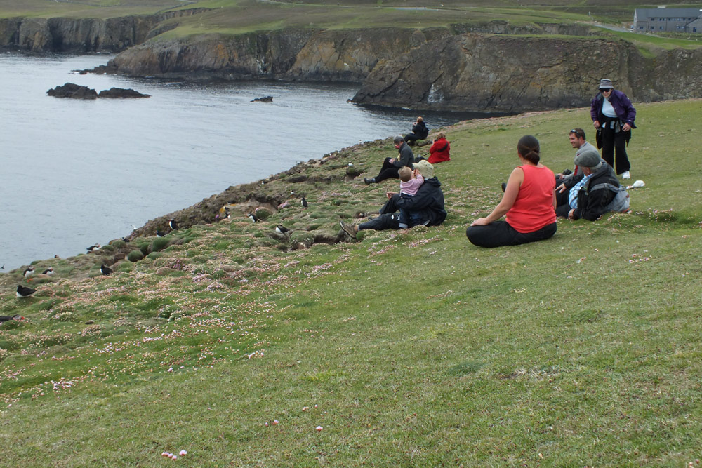 puffins