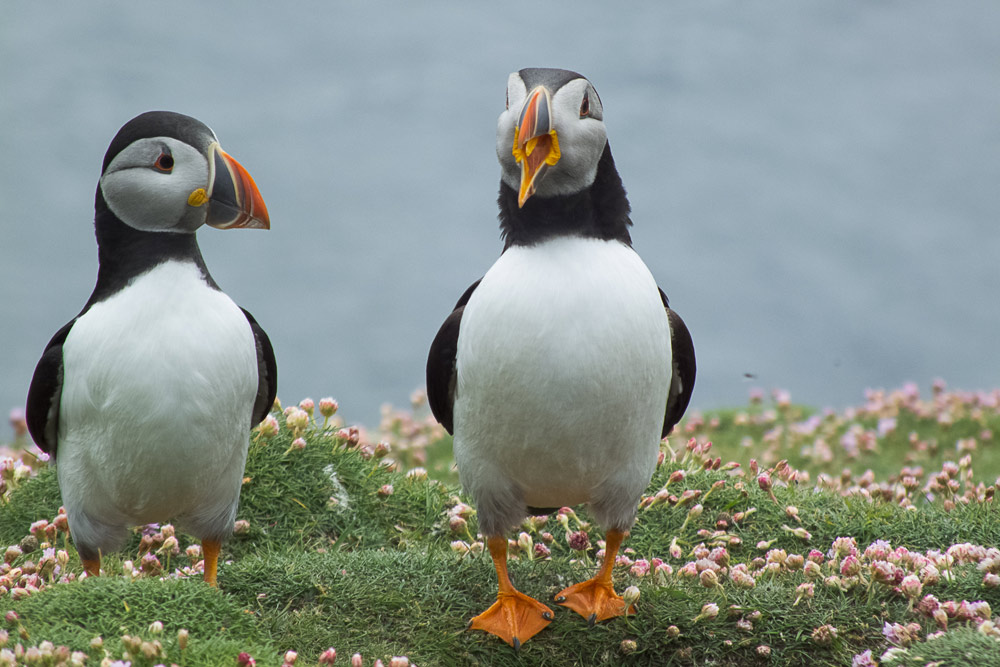 puffins